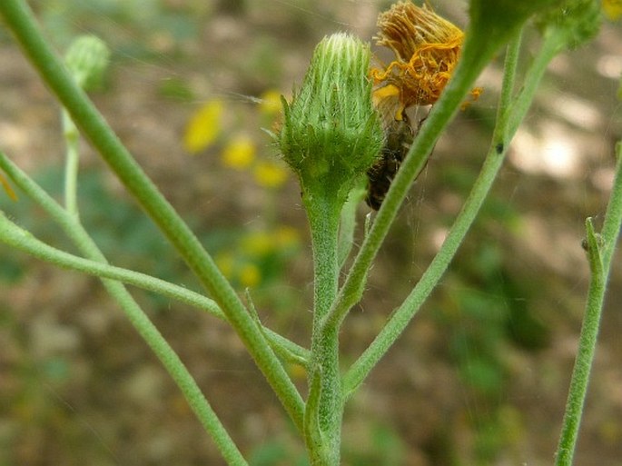 Hieracium laevigatum