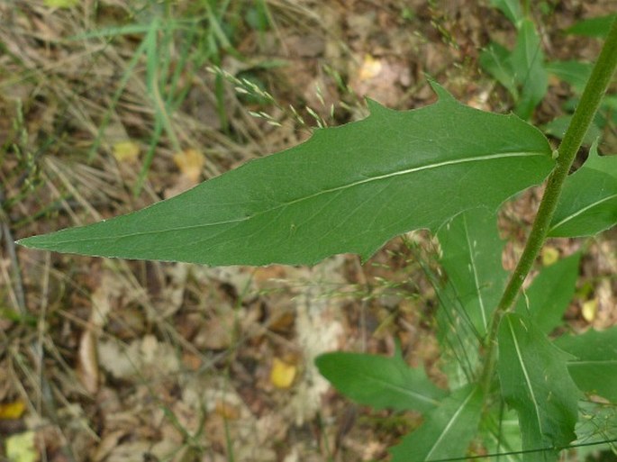 Hieracium laevigatum