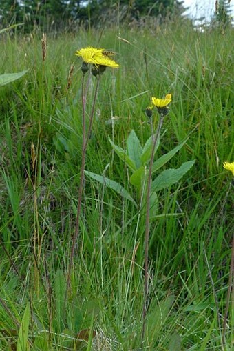 Hieracium iseranum