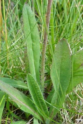 Hieracium iseranum