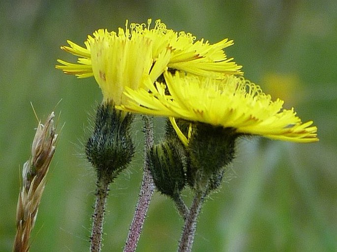 HIERACIUM ISERANUM (R. Uechtr.) R. Uechtr. – jestřábník pojizerský / chlpánik