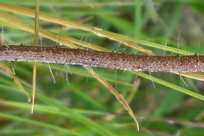 Pilosella iserana