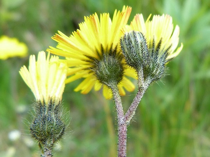 Hieracium iseranum