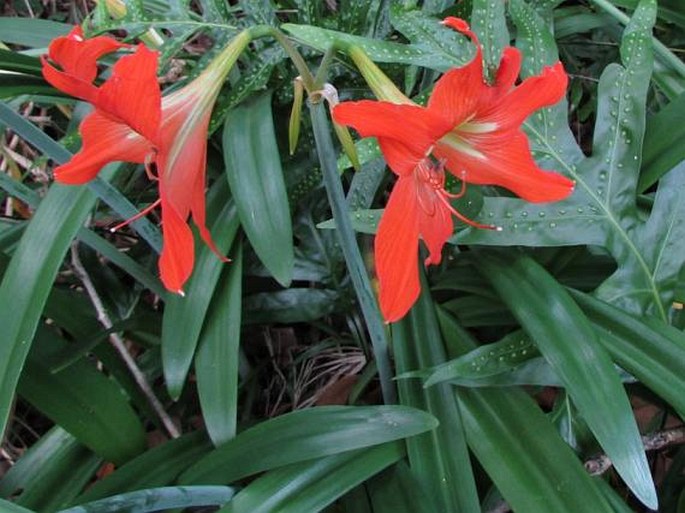 Hippeastrum striatum