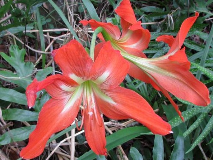 Hippeastrum striatum