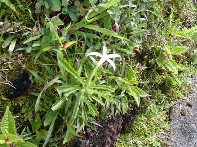 Hippobroma longiflora