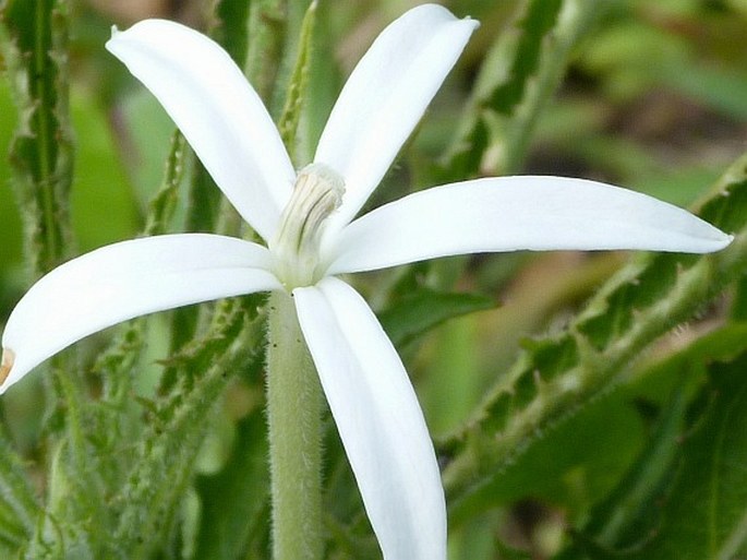 Hippobroma longiflora