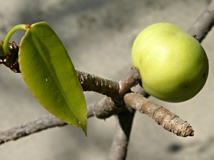 Hippomane mancinella