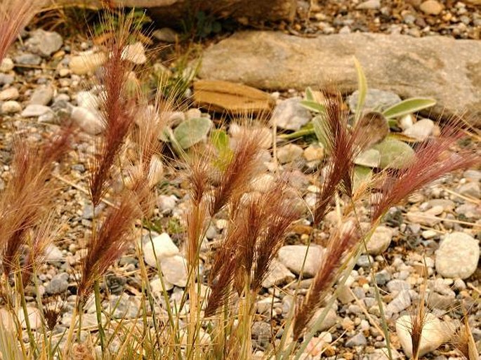 HORDEUM COMOSUM C. Presl - ječmen / jačmeň