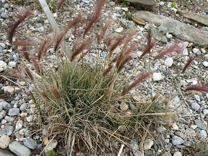 Hordeum comosum