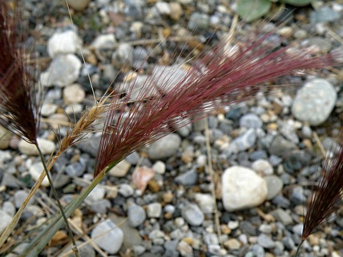 Hordeum comosum