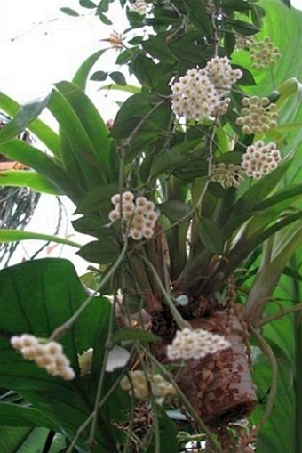 Hoya lacunosa