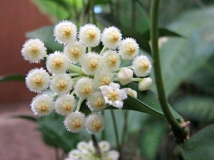 Hoya lacunosa