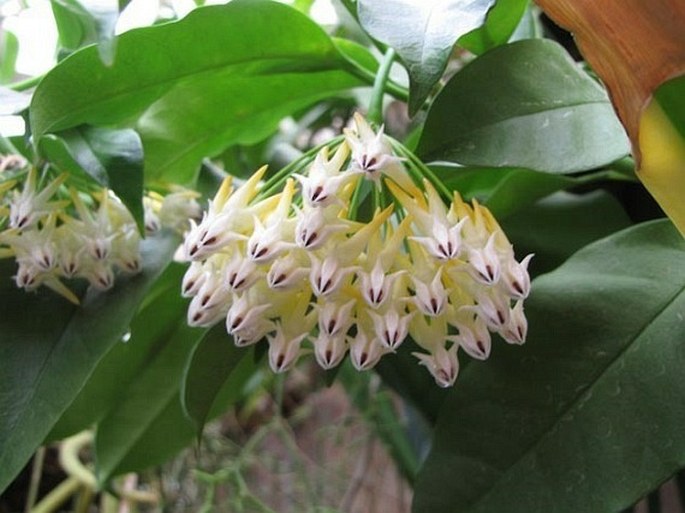 Hoya multiflora