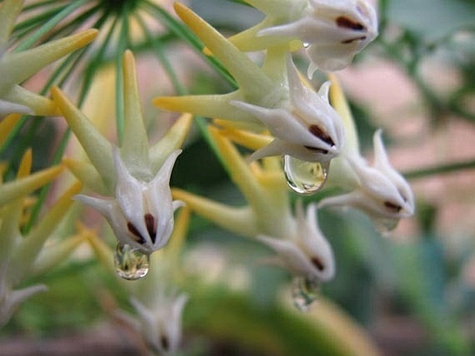 Hoya multiflora