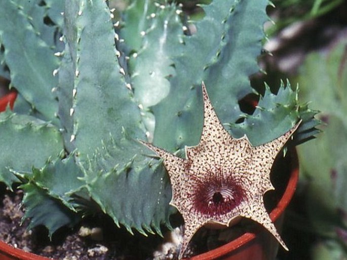 Huernia barbata