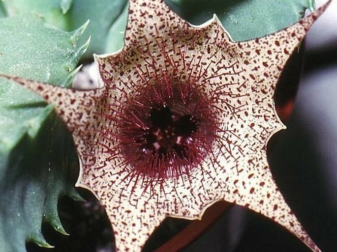 Huernia barbata