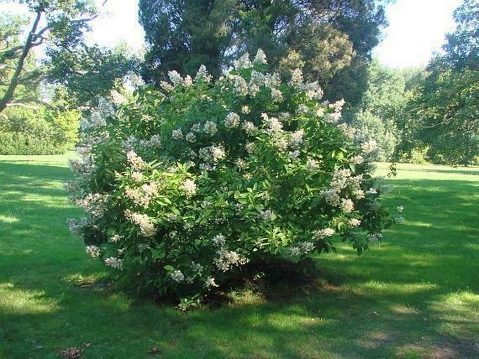 Hydrangea paniculata