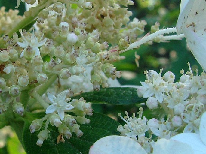 Hydrangea paniculata