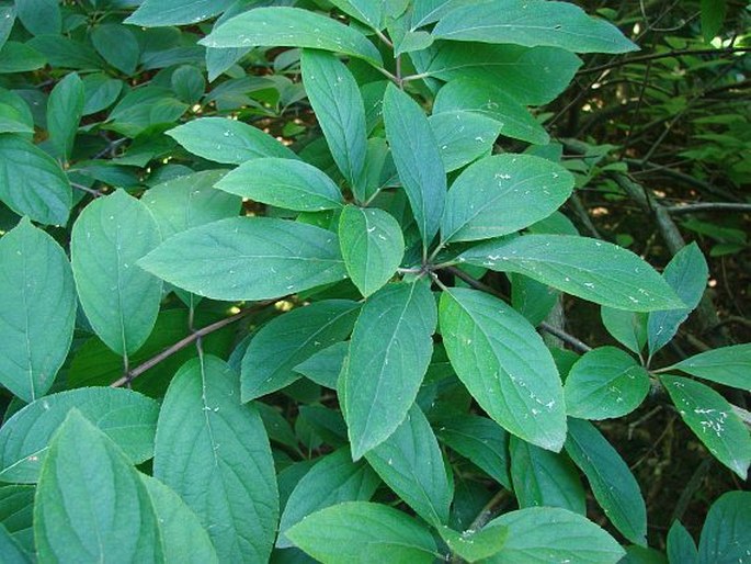 Hydrangea paniculata