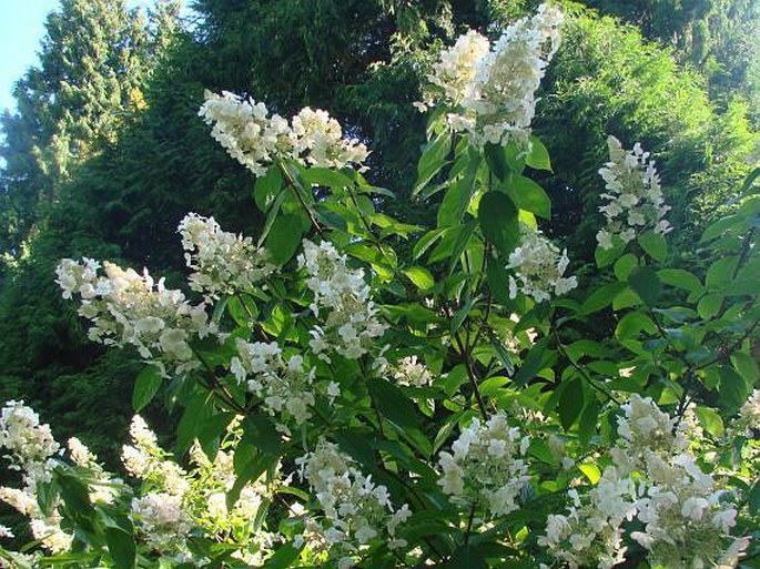 Hydrangea paniculata