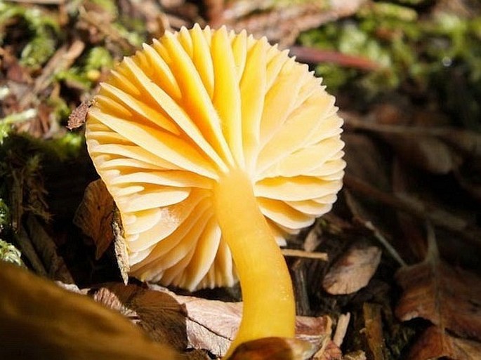 Hygrocybe ceracea