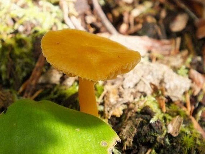 Hygrocybe ceracea