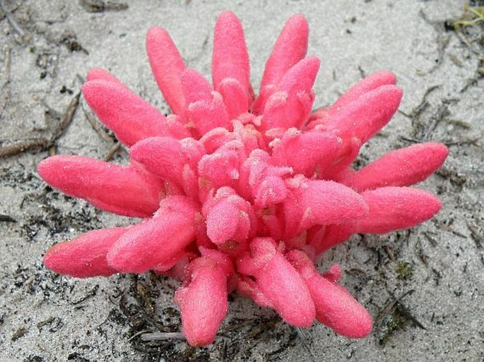 HYOBANCHE SANGUINEA L.