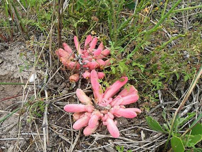 Hyobanche sanguinea