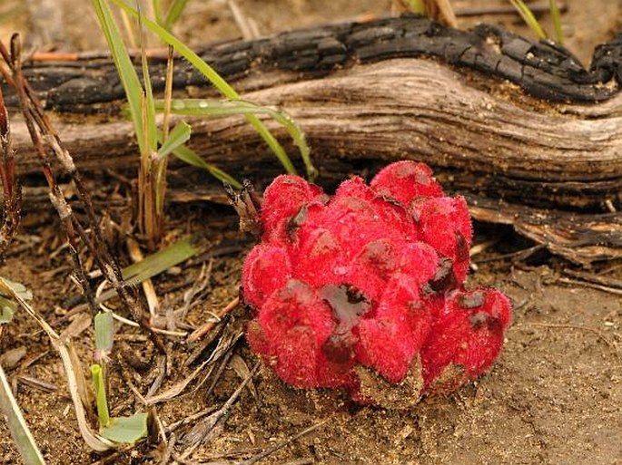 Hyobanche sanguinea