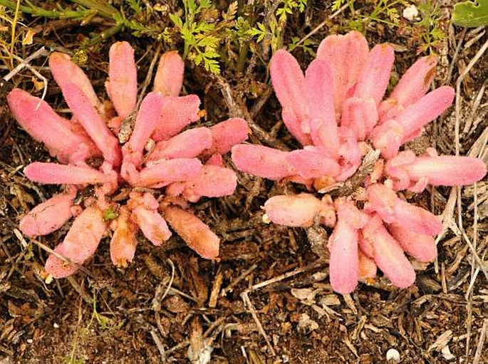 Hyobanche sanguinea