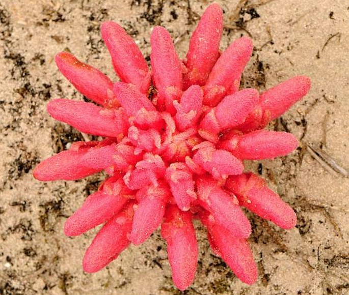 Hyobanche sanguinea