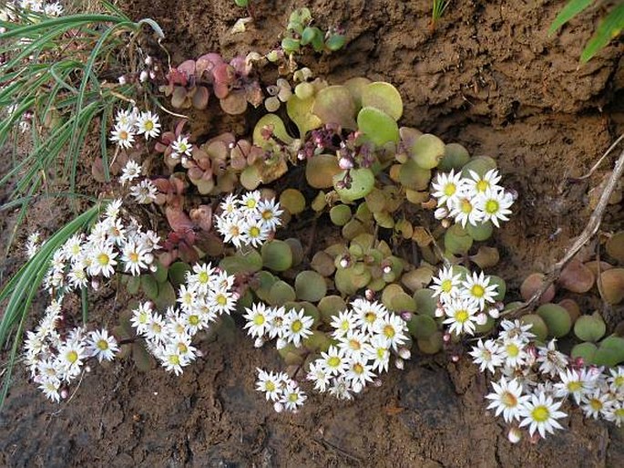 HYPAGOPHYTUM ABYSSINICUM A. Berger