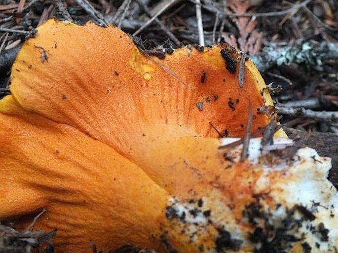 Hypomyces lactifluorum