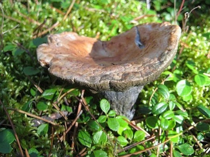 Hypomyces luteovirens