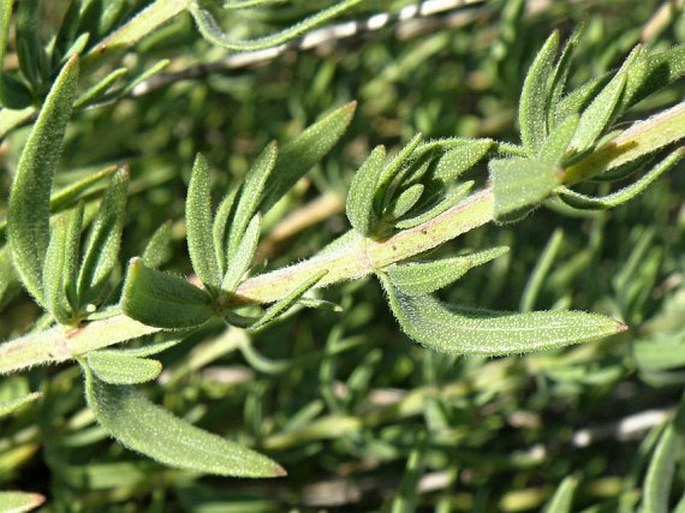 Hyssopus officinalis subsp. canescens