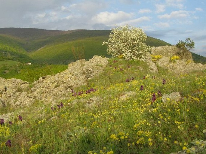 llyrsko-balkánská provincie