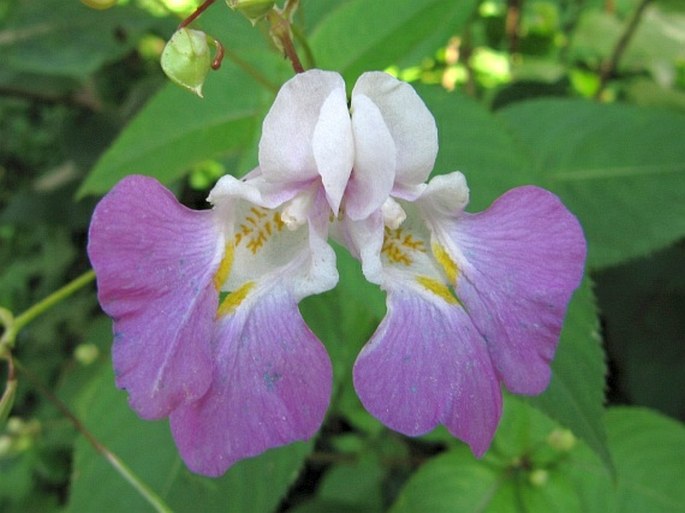 IMPATIENS BALFOURII Hook. f. – netýkavka Balfourova