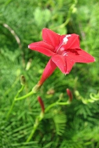 Ipomoea quamoclit