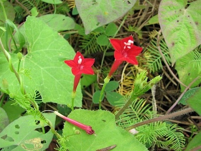 Ipomoea quamoclit