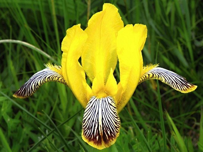 IRIDACEAE Juss. – kosatcovité