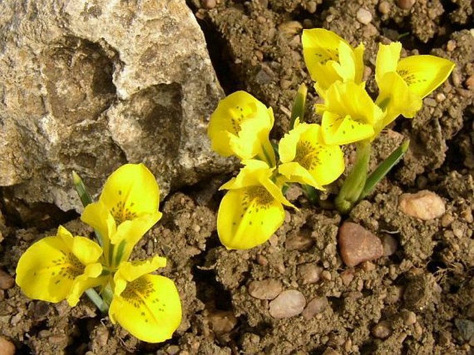 Iris danfordiae