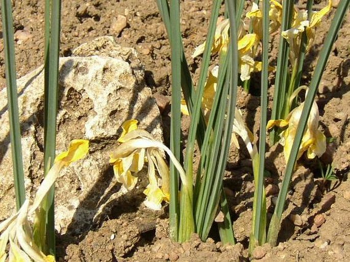 Iris danfordiae