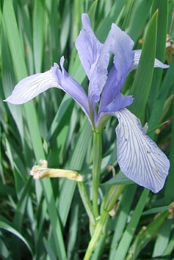 Iris lactea