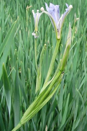 Iris lactea