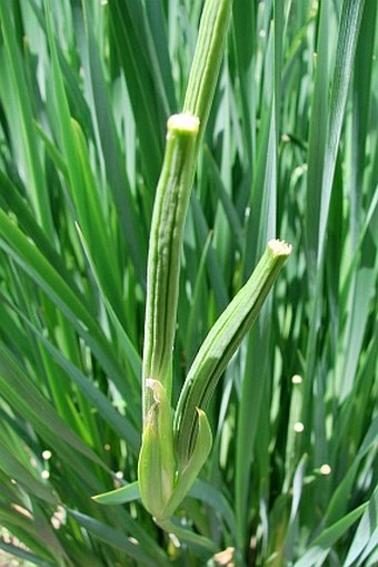 Iris lactea