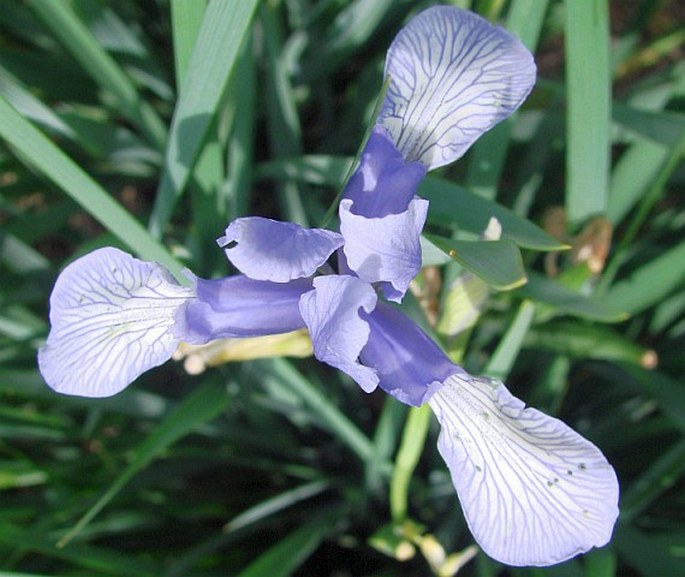 Iris lactea
