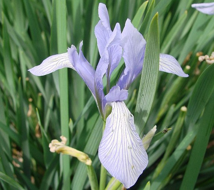 Iris lactea