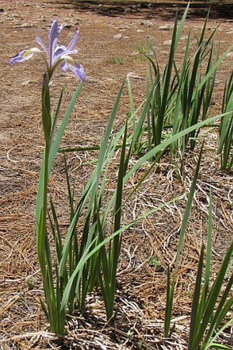 Iris missouriensis