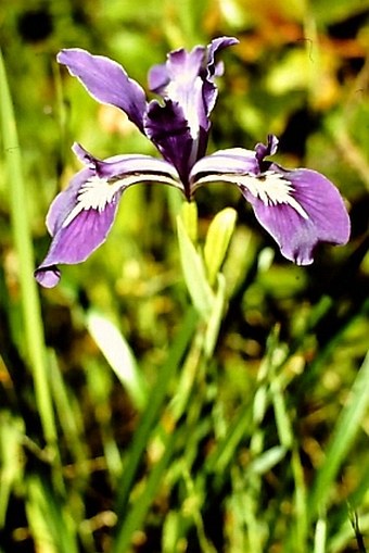 Iris missouriensis